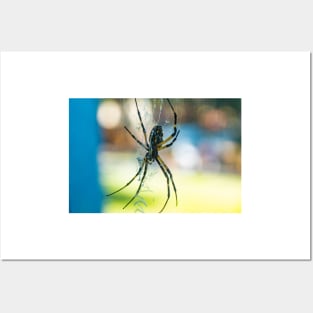 Argiope aurantia Posters and Art